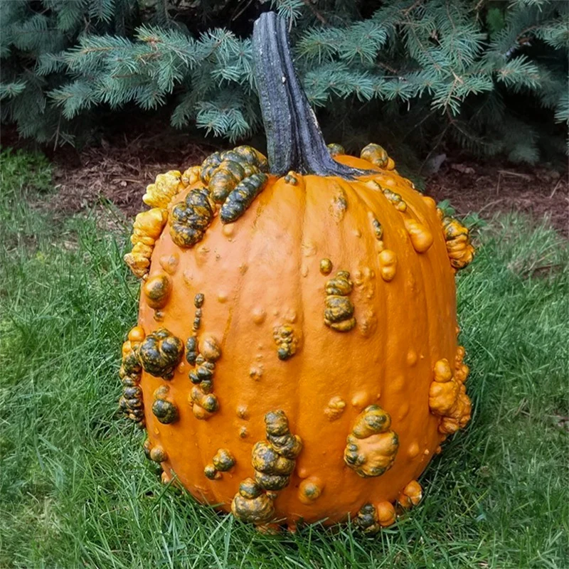 Halloween-Kürbis - Scarface F1