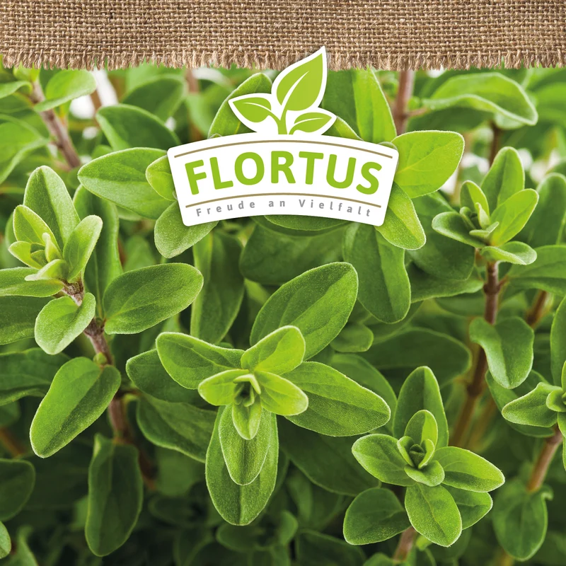 Majoran | BIO Majoransamen von FLORTUS