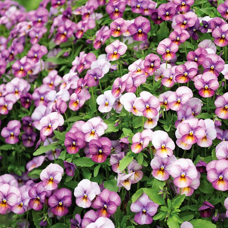 Stiefmütterchen - Floral Power Plum Antique F1