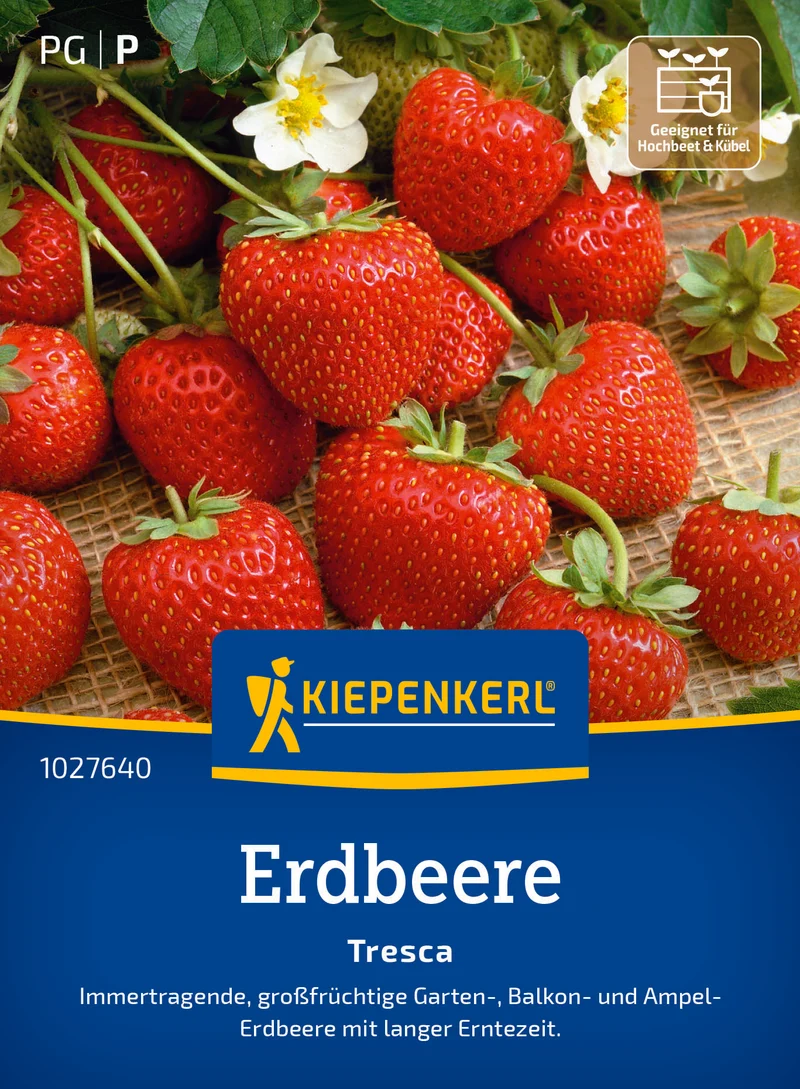 Erdbeere Tresca Saatgut