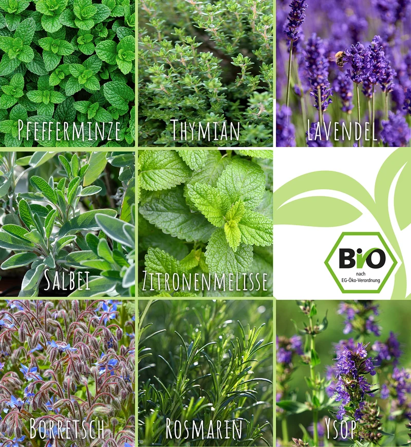 BIO Teekräuter-Set (8 Sorten) | BIO Kräutersamen-Sets von FLORTUS