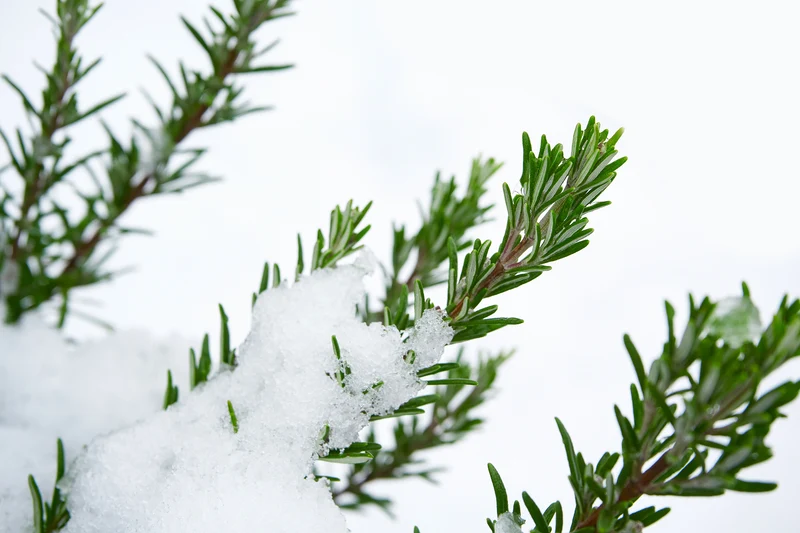 BIO Winterkräuter Set (8 Sorten) | BIO Kräutersamen Sets von FLORTUS