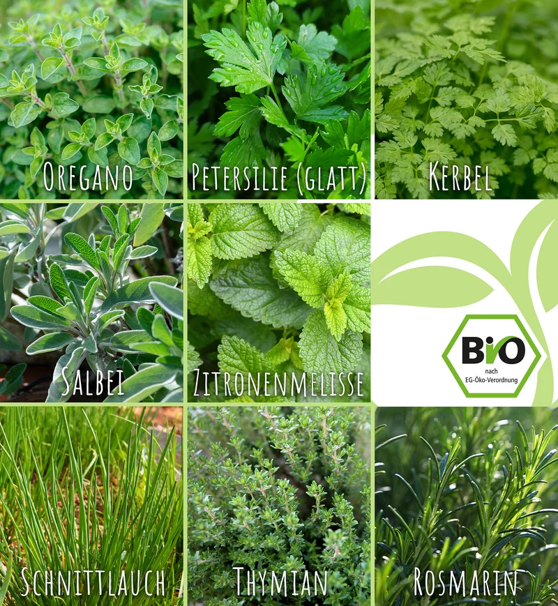 BIO Winterkräuter Set (8 Sorten) | BIO Kräutersamen Sets von FLORTUS