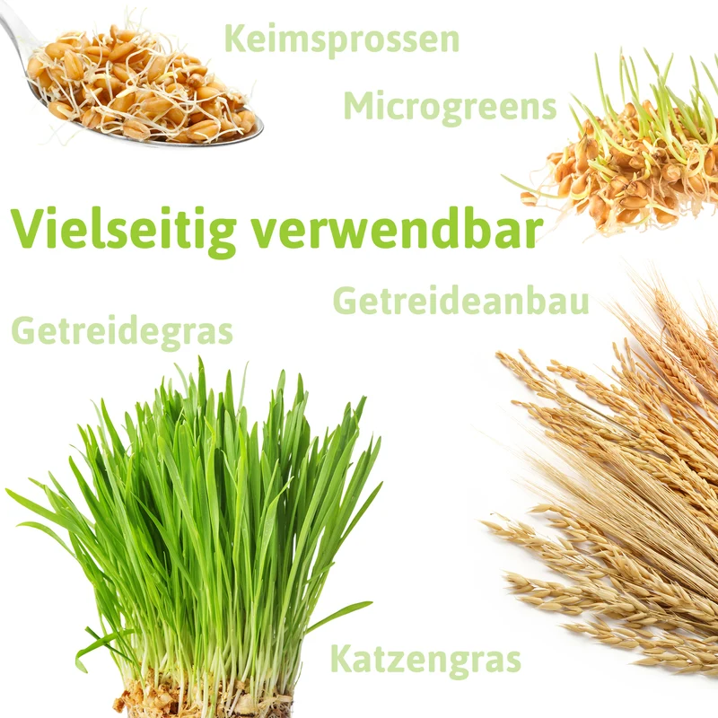 Einkorn | BIO Getreidesamen von FLORTUS