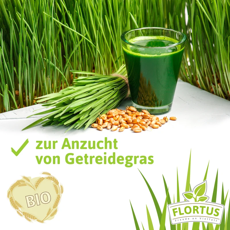 Einkorn | BIO Getreidesamen von FLORTUS
