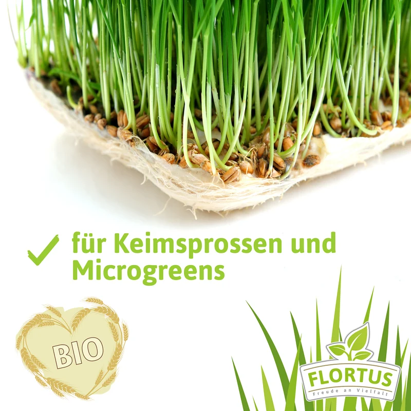 Dinkel | BIO Getreidesamen von FLORTUS