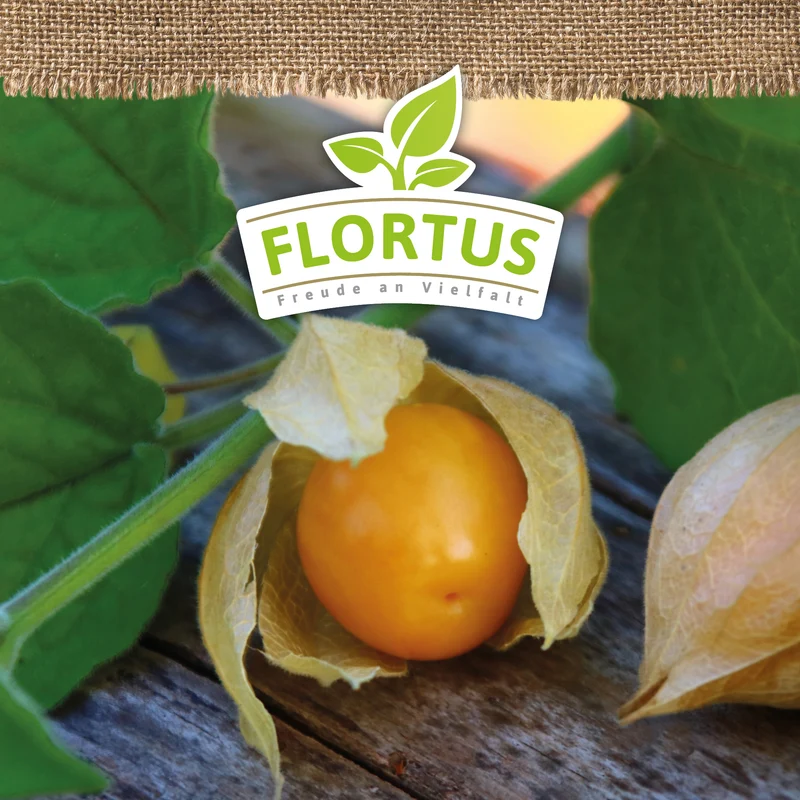 Andenbeere | BIO Andenbeerensamen von FLORTUS