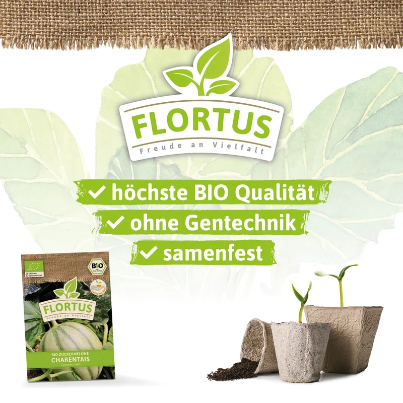 Zuckermelone Charentaise | BIO Zuckermelonensamen von FLORTUS