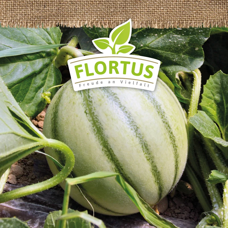 Zuckermelone Charentaise | BIO Zuckermelonensamen von FLORTUS