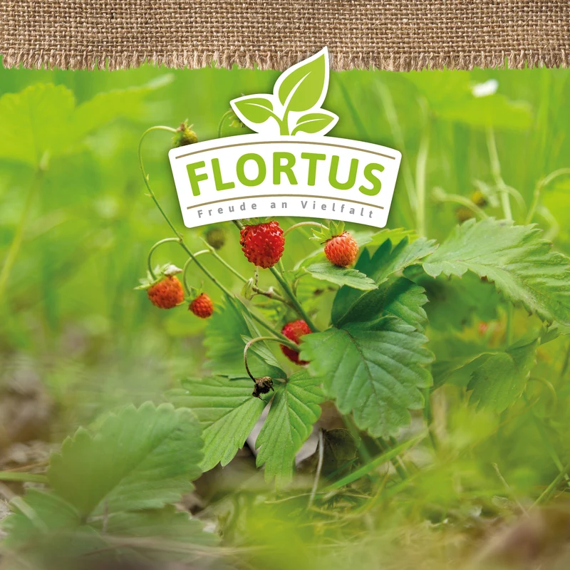 Monatserdbeere Rügen | BIO Erdbeersamen von FLORTUS