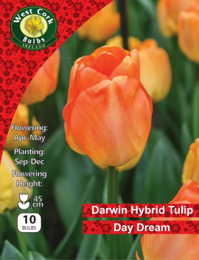 Tulip Bulbs: Day Dream