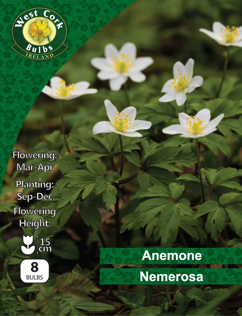Anemone Nemerosa: Wood Anemone