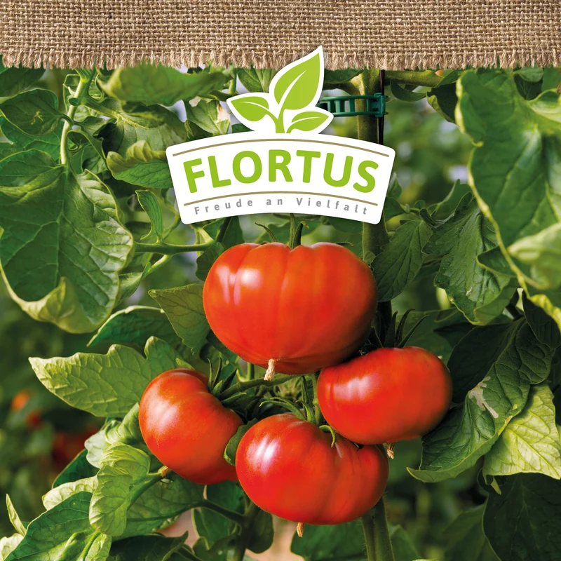 Fleischtomate Marmande | BIO Tomatensamen von FLORTUS