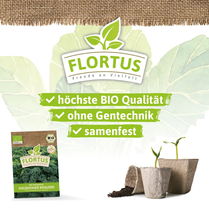 Grünkohl Halbhoher Krauser | BIO Kohlsamen von FLORTUS