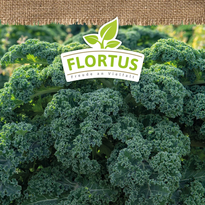 Grünkohl Halbhoher Krauser | BIO Kohlsamen von FLORTUS