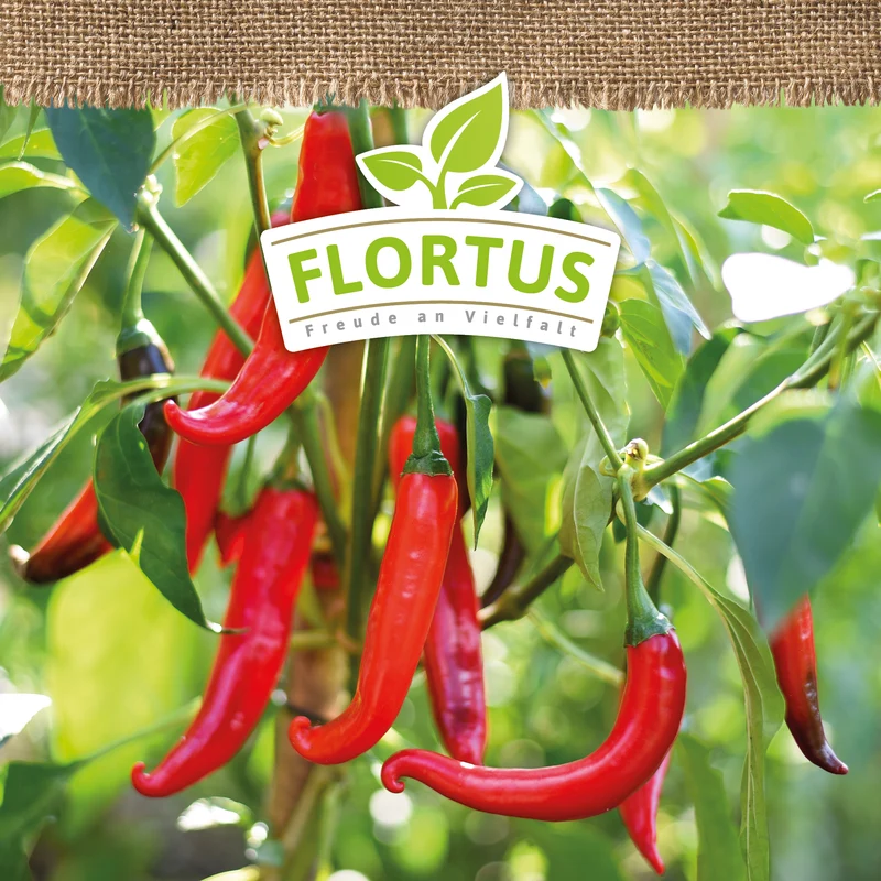 Peperoni De Cayenne | BIO Peperonisamen von FLORTUS