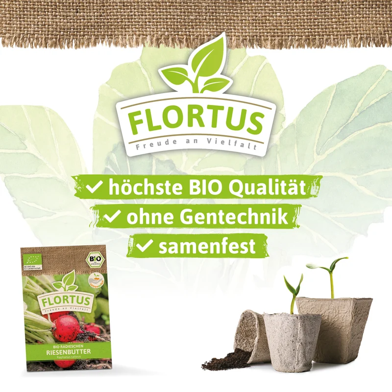 Radieschen Riesenbutter | BIO Radieschensamen von FLORTUS