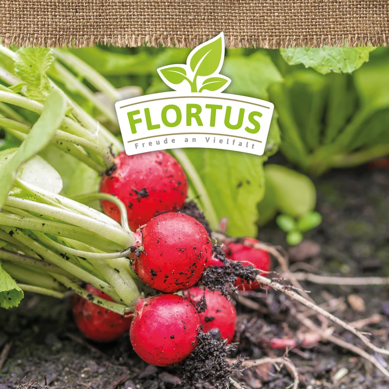 Radieschen Riesenbutter | BIO Radieschensamen von FLORTUS