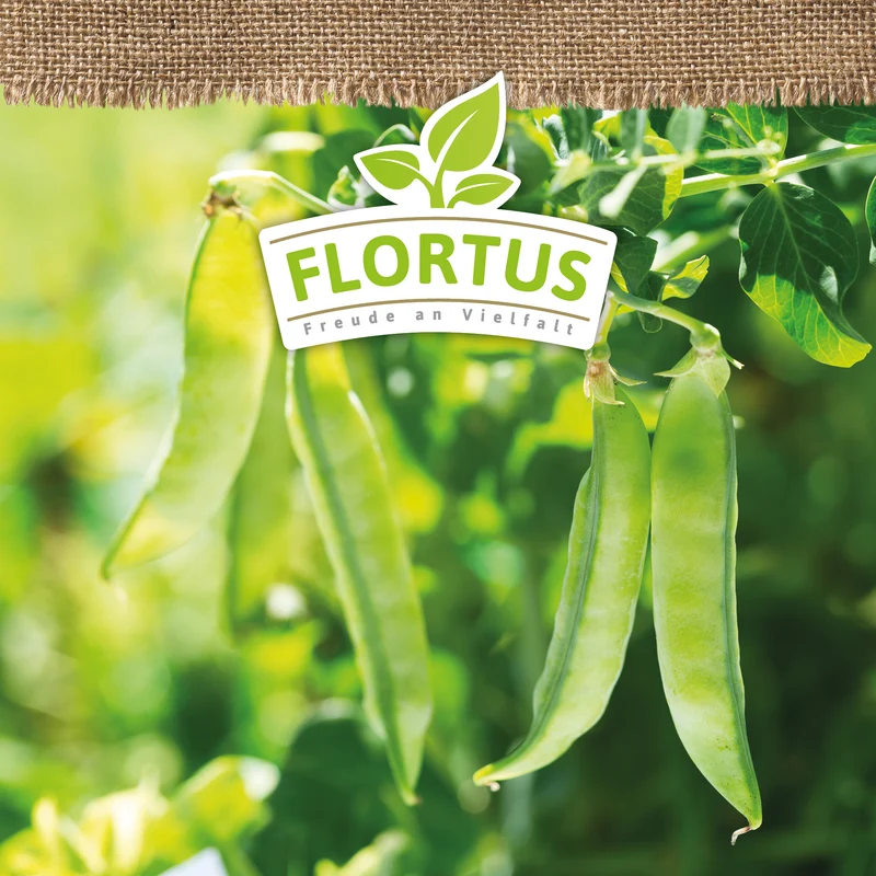 Markerbse Kelvedon Wonder | BIO Erbsensamen von FLORTUS