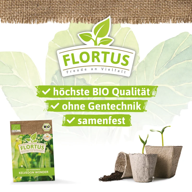 Markerbse Kelvedon Wonder | BIO Erbsensamen von FLORTUS