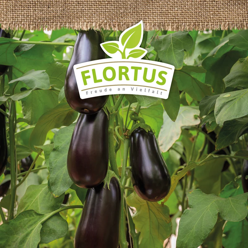 Aubergine Violetta Lunga 3 | BIO Auberginensamen von FLORTUS