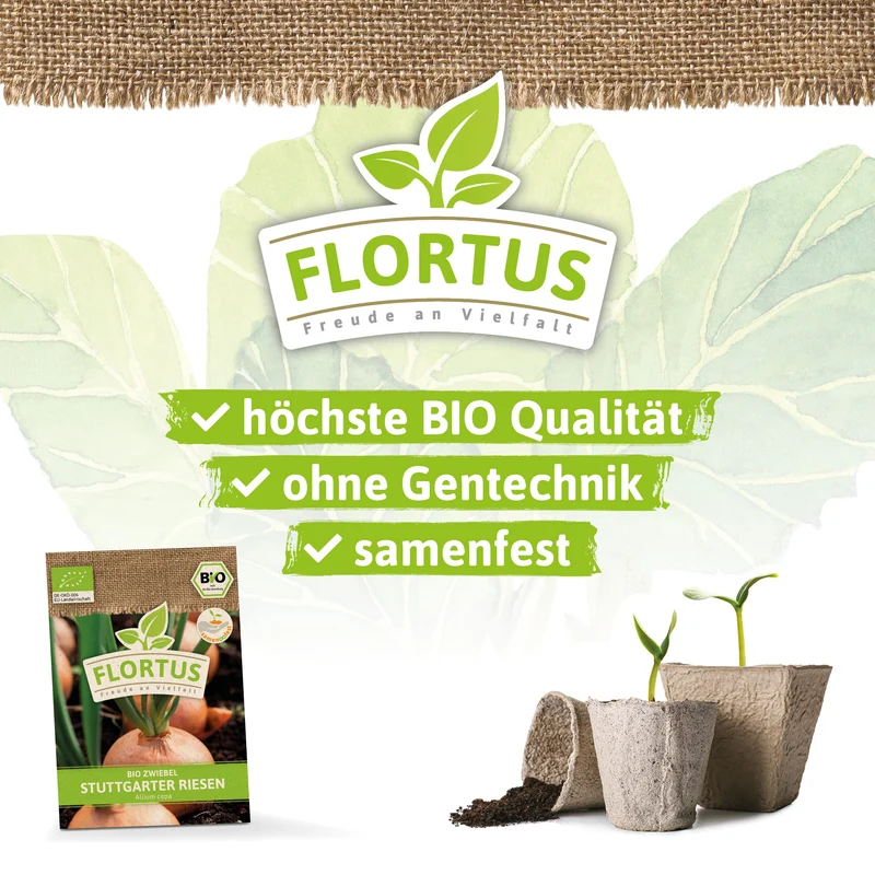 Zwiebel Stuttgarter Riesen | BIO Zwiebelsamen von FLORTUS