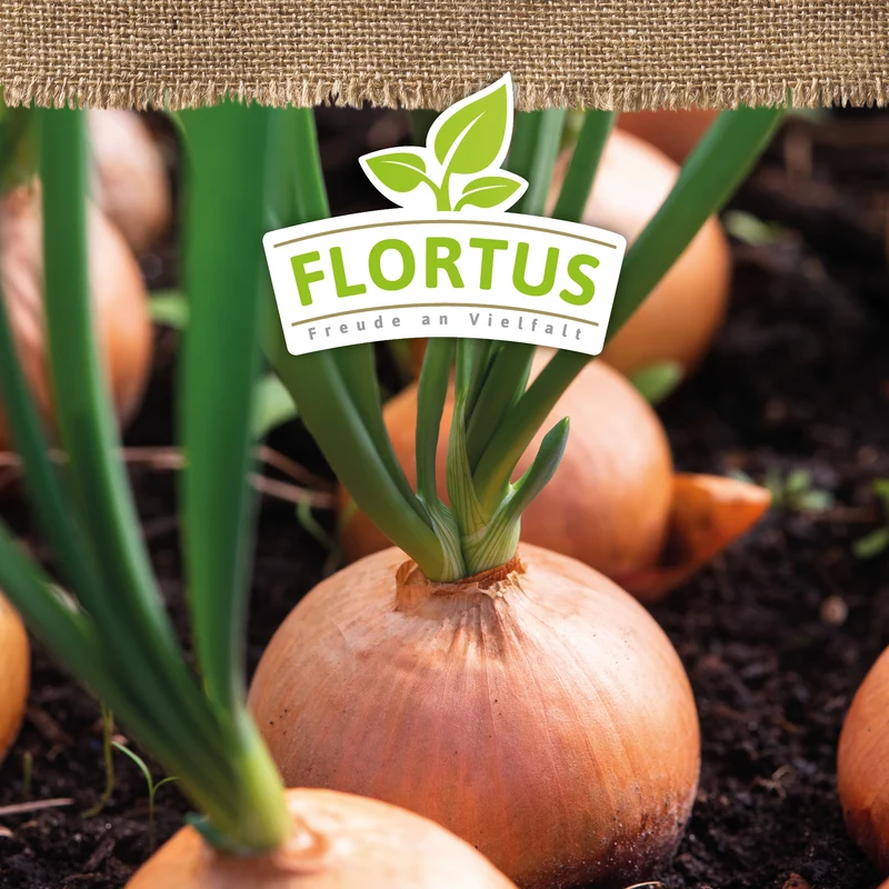 Zwiebel Stuttgarter Riesen | BIO Zwiebelsamen von FLORTUS