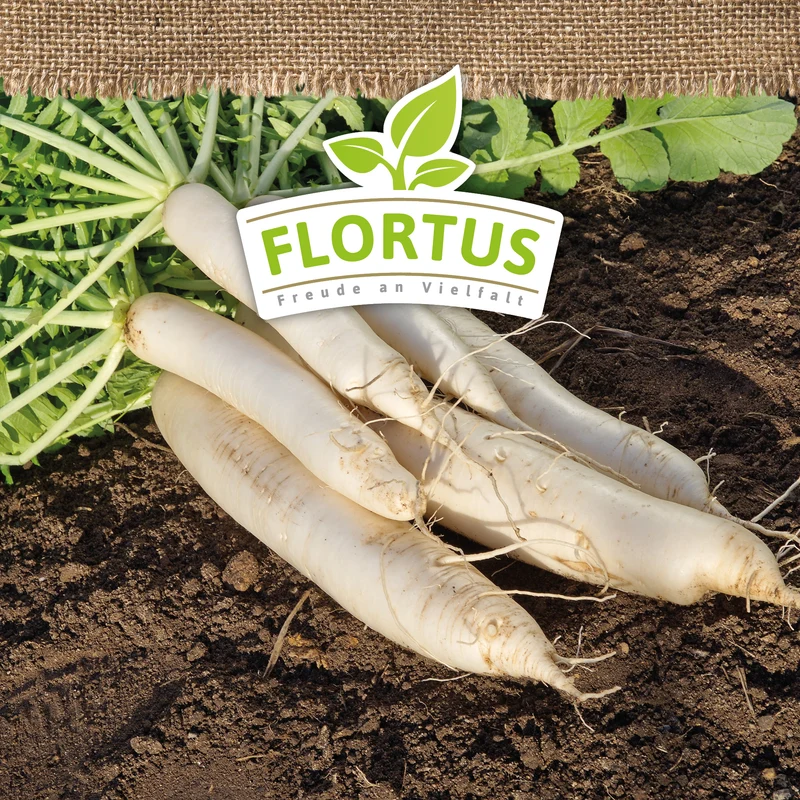 Rettich Zürcher Markt | BIO Rettichsamen von FLORTUS
