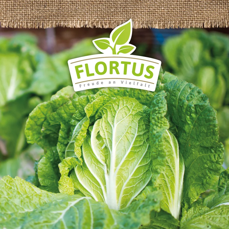 Chinakohl Cantoner | BIO Chinakohlsamen von FLORTUS