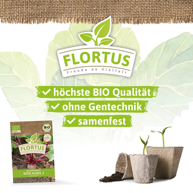 Rote Beete Rote Kugel 2 | BIO Rote Beetesamen von FLORTUS