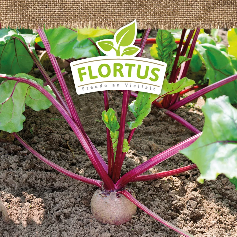 Rote Beete Rote Kugel 2 | BIO Rote Beetesamen von FLORTUS