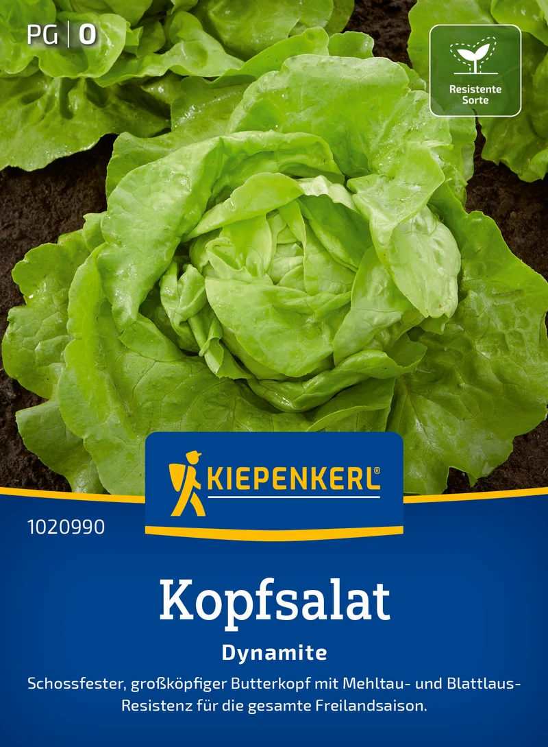 Kopfsalat Dynamite Saatgut