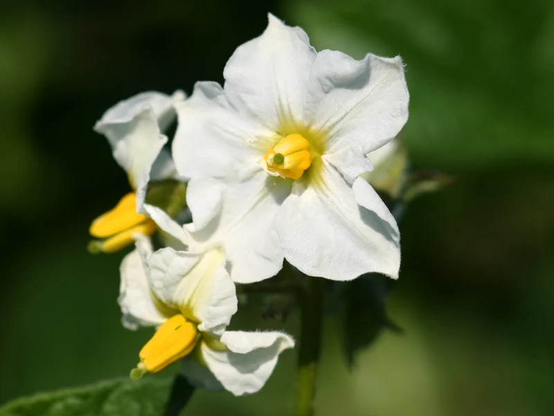 BIO Pflanzkartoffeln Linda 2,5 kg