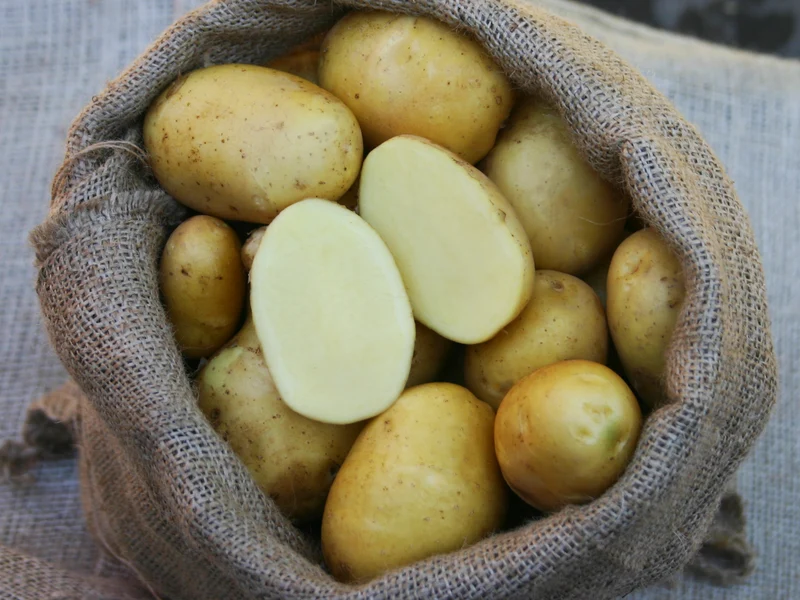 BIO Pflanzkartoffeln Linda 2,5 kg