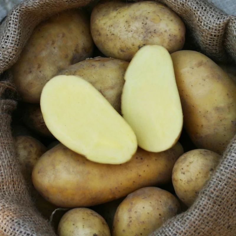 BIO Pflanzkartoffeln Annabelle 2,5 kg ABVERKAUF