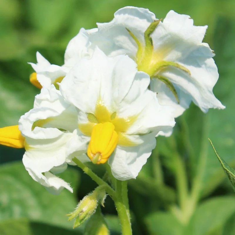 BIO Pflanzkartoffeln Sunita 2,5 kg ABVERKAUF