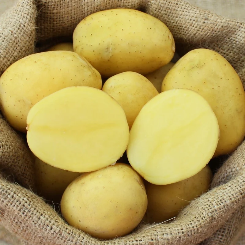 BIO Pflanzkartoffeln Sunita 2,5 kg ABVERKAUF
