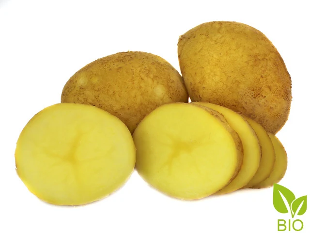 BIO Pflanzkartoffeln Agria 2,5 kg ABVERKAUF