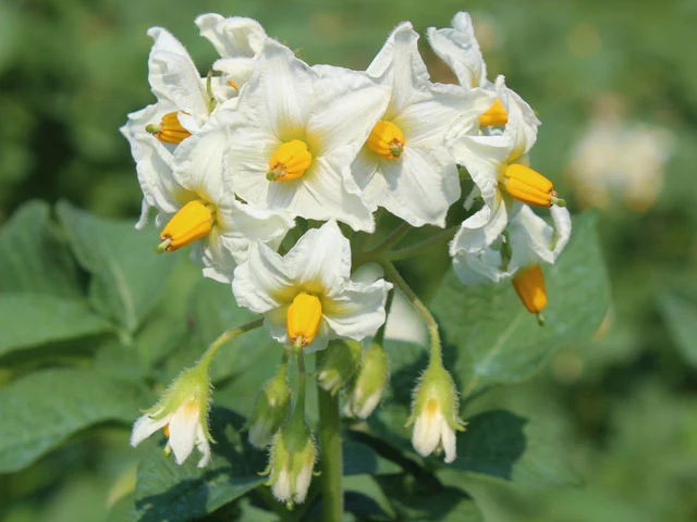 BIO Pflanzkartoffeln Agria 2,5 kg ABVERKAUF