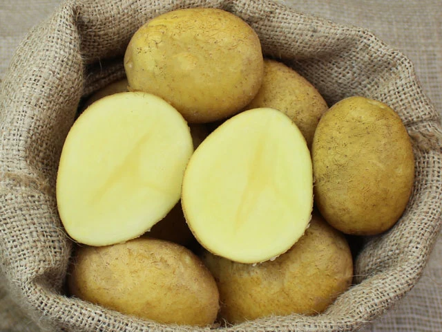 BIO Pflanzkartoffeln Agria 2,5 kg ABVERKAUF