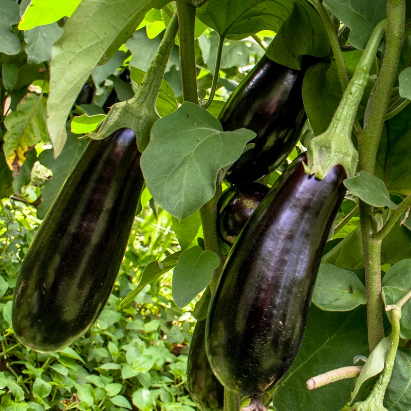 Bio-Aubergine Black Beauty Samen