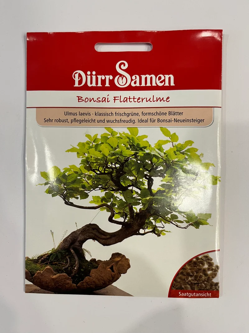 Bonsai Flatterulme