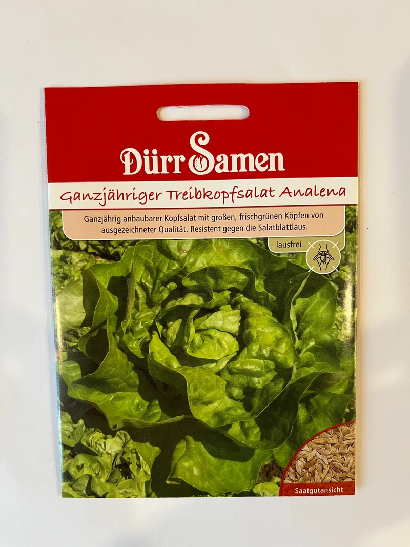 Kopfsalat Analena