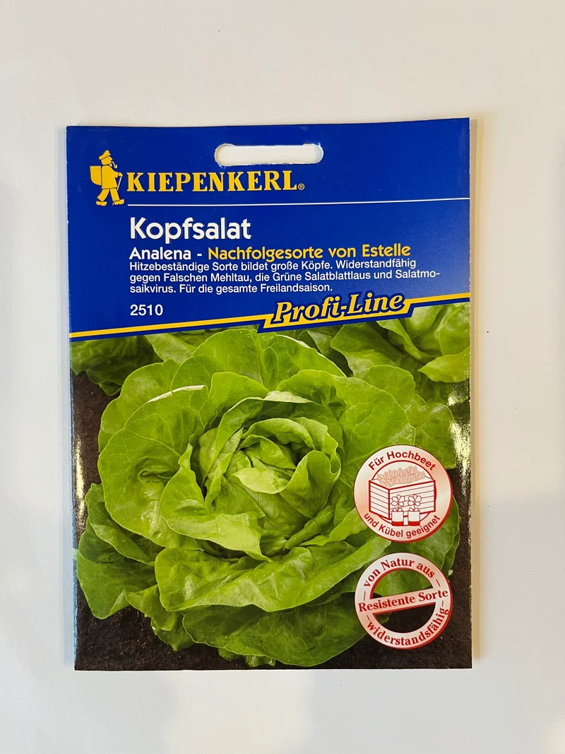 Kopfsalat Analena