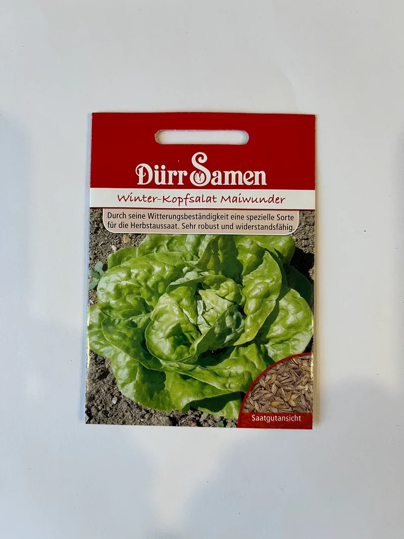 Winterkopfsalat Maiwunder