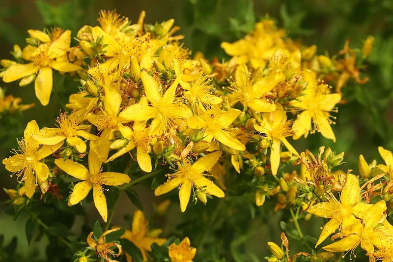 2000 Samen Echtes Johanniskraut * Hypericum perforatum *