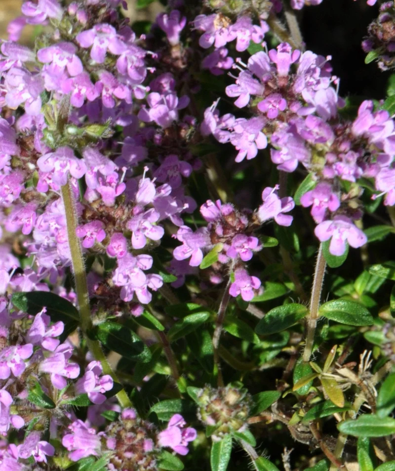 20000 Samen Deutscher Thymian * Thymus vulgaris *
