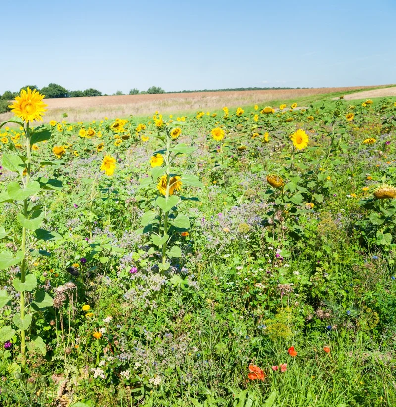 Einjährige Blühmischung für Bienenweiden