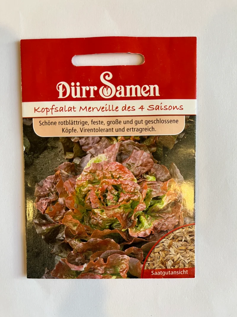 Kopfsalat Merveille des 4 Saisons