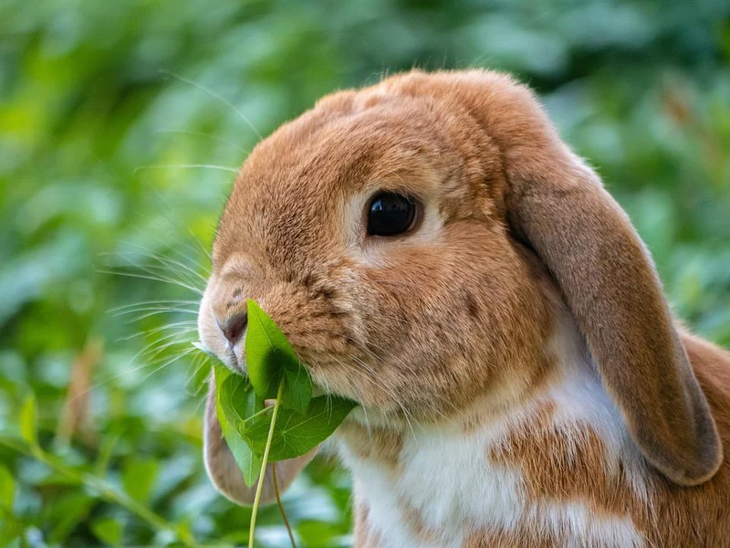 Kaninchenwiese Samen 5 qm Kräuterwiese für Kaninchen und Meerschweinchen